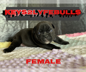 American Pit Bull Terrier Puppy for sale in EL PASO, TX, USA