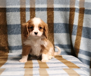 Cavalier King Charles Spaniel Puppy for sale in SHILOH, OH, USA