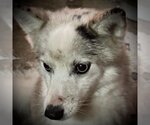 Small Photo #2 Pomsky Puppy For Sale in Spring Lake, NC, USA