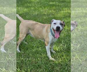 Mutt Dogs for adoption in Wakefield, RI, USA