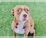 Small Photo #1 American Staffordshire Terrier Puppy For Sale in Tavares, FL, USA