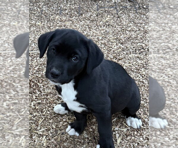 Medium Photo #3 Boxador Puppy For Sale in Bolivar, MO, USA