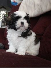 Shih Tzu Puppy for sale in EAST BRANCH, NY, USA