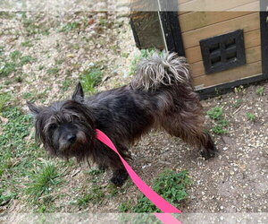 Cairn Terrier-Unknown Mix Dogs for adoption in Oakhurst, NJ, USA
