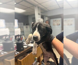 Mutt Dogs for adoption in Stockton, CA, USA