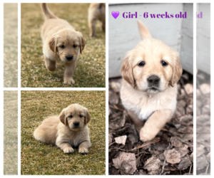 Medium Golden Retriever