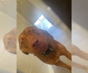 Labrador Retriever-Unknown Mix Dogs for adoption in Rosenberg, TX, USA