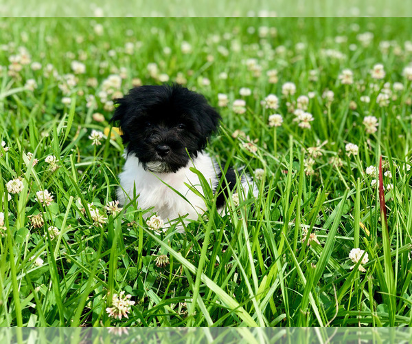 Medium Photo #15 Havanese Puppy For Sale in HOUSTON, TX, USA