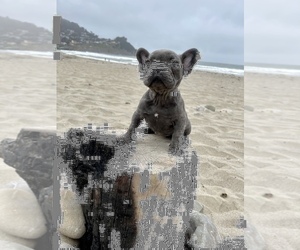 French Bulldog Puppy for sale in HAYWARD, CA, USA