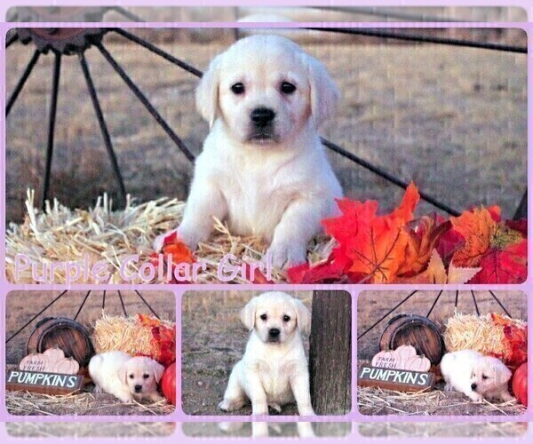 Medium Photo #10 English Cream Golden Retriever-Labrador Retriever Mix Puppy For Sale in FORT COLLINS, CO, USA