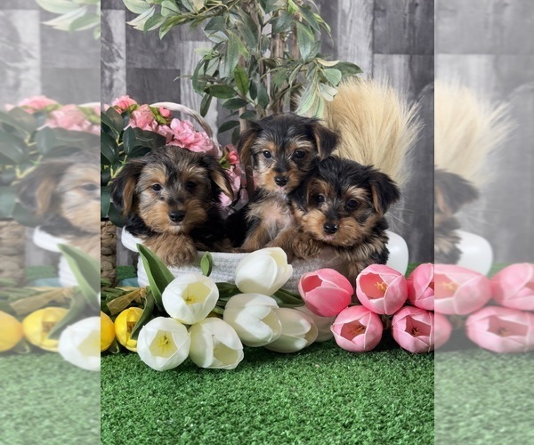 Medium Photo #6 Yorkshire Terrier Puppy For Sale in CANOGA, NY, USA