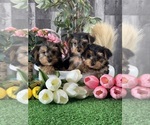 Small #5 Yorkshire Terrier