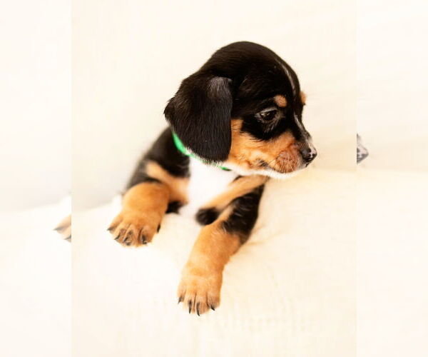 Medium Photo #5 Dachshund Puppy For Sale in Corona, CA, USA