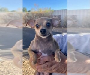 Medium Chihuahua Mix