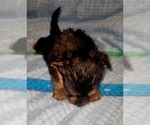 Small Photo #248 Yorkshire Terrier Puppy For Sale in AKRON, OH, USA