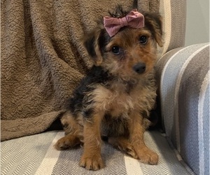 Yorkshire Terrier Puppy for Sale in RICHMOND, Michigan USA