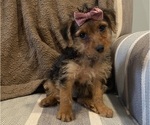 Small Yorkshire Terrier