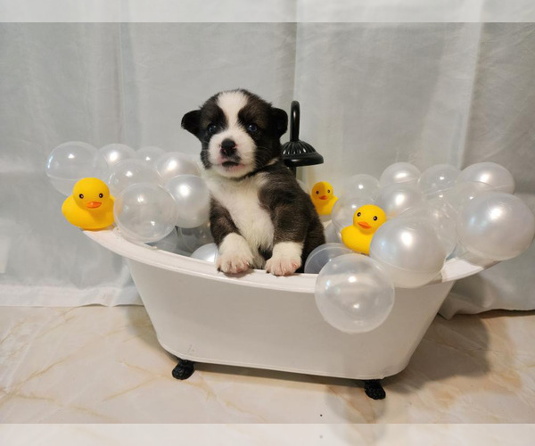 Medium Photo #2 Pomsky Puppy For Sale in BLOOMFIELD, NJ, USA