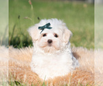 Puppy Mochi AKC Maltese