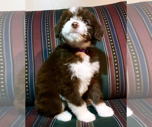 Miniature Australian Shepherd-Poodle (Standard) Mix Puppy for sale in ELKIN, NC, USA