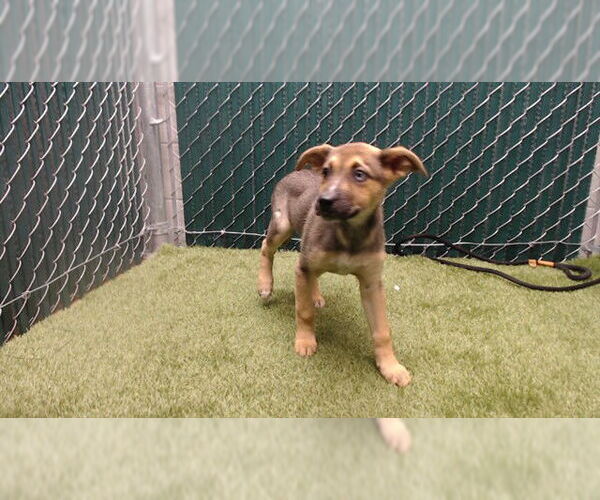 Medium Photo #1 German Shepherd Dog Puppy For Sale in Downey, CA, USA