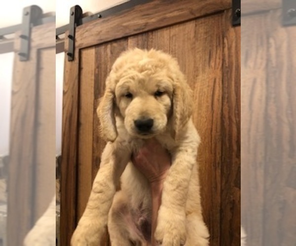 Medium Photo #1 Goldendoodle Puppy For Sale in YOUNGSTOWN, FL, USA