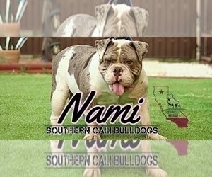 Mother of the Olde English Bulldogge puppies born on 04/10/2023
