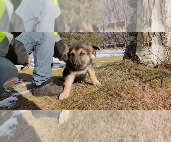Medium Photo #10 German Shepherd Dog Puppy For Sale in BRAINERD, MN, USA