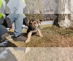 Small Photo #10 German Shepherd Dog Puppy For Sale in BRAINERD, MN, USA