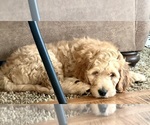 Small Photo #3 Goldendoodle Puppy For Sale in OGDEN, UT, USA
