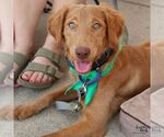 Small #1 Dachshund Mix