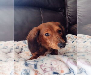 Medium Dachshund