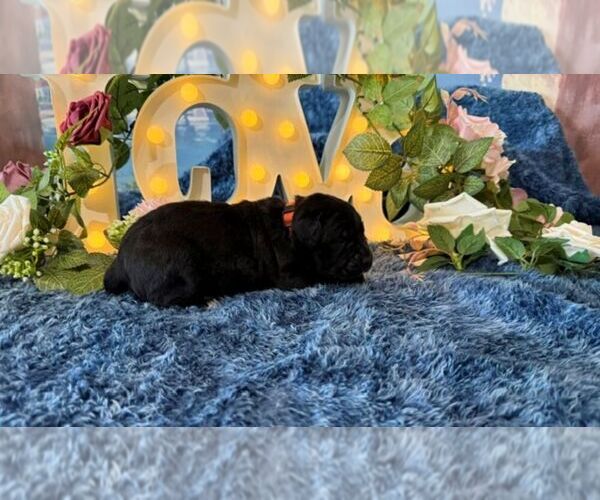 Medium Photo #2 Cane Corso Puppy For Sale in OOLOGAH, OK, USA