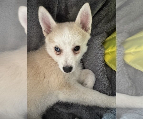 Medium Photo #210 Pomsky Puppy For Sale in LOVELAND, CO, USA