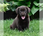 Small Photo #1 Labrador Retriever Puppy For Sale in WOMELSDORF, PA, USA