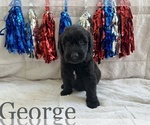 Small Photo #16 Goldendoodle Puppy For Sale in BLUFFTON, IN, USA