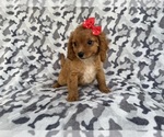 Small #7 Cavapoo (Miniature)
