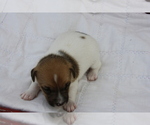 Small Photo #5 Jack Russell Terrier Puppy For Sale in MOUNT VERNON, IL, USA