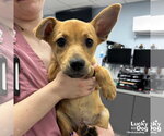 Small #2 Mutt