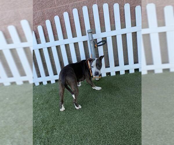 Medium Photo #1 American Pit Bull Terrier Puppy For Sale in Modesto, CA, USA