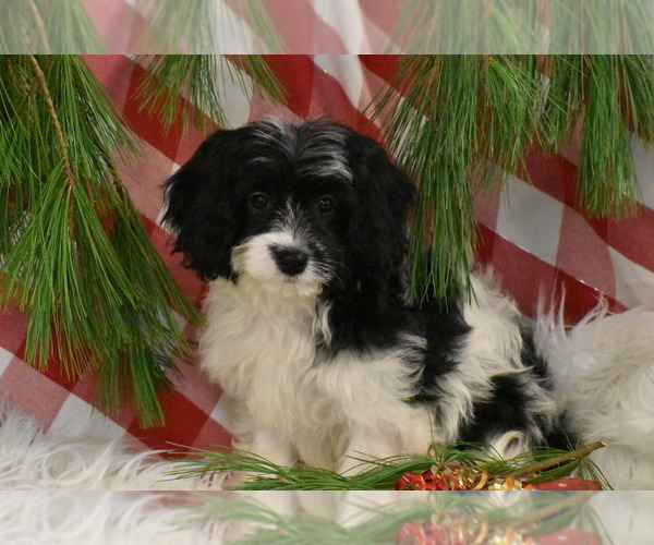 Medium Photo #3 Cavachon Puppy For Sale in ELDORADO, OH, USA