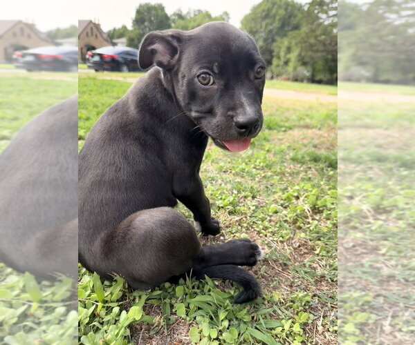 Medium Photo #6 Mutt Puppy For Sale in OKLAHOMA CITY, OK, USA