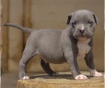 Puppy 5 American Bully