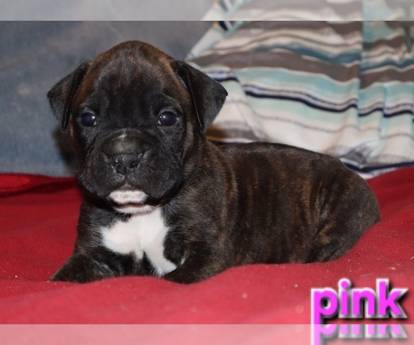 Medium Photo #1 Boxer Puppy For Sale in HOPKINS, MI, USA