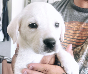 Labrador Retriever Puppy for sale in PASO ROBLES, CA, USA