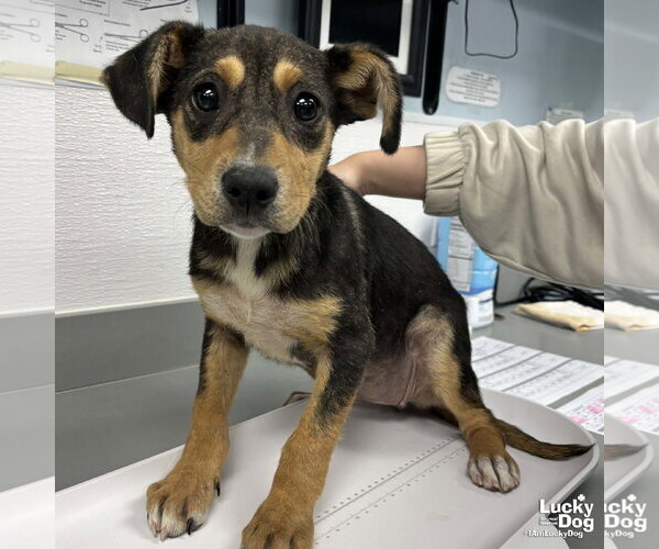 Medium Photo #2 Mutt Puppy For Sale in Washington, DC, USA