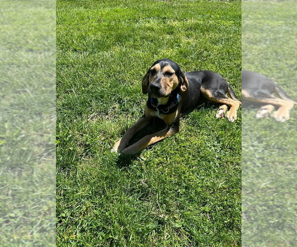 Medium Photo #3 Mutt Puppy For Sale in Osgood, IN, USA