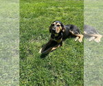 Small #2 Mutt
