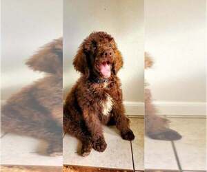 Poodle (Standard) Puppy for sale in MIDDLEBURG, FL, USA