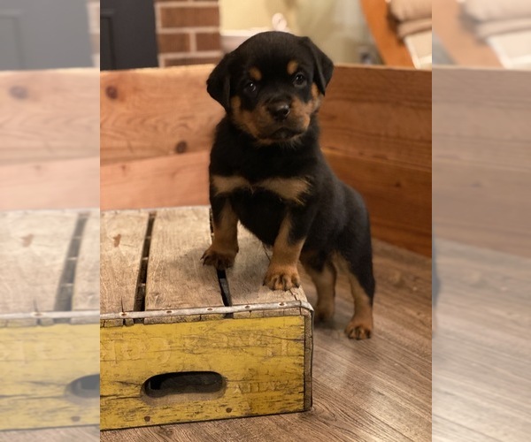 Medium Photo #6 Rottweiler Puppy For Sale in NAPA, CA, USA